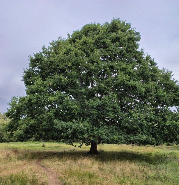 tree